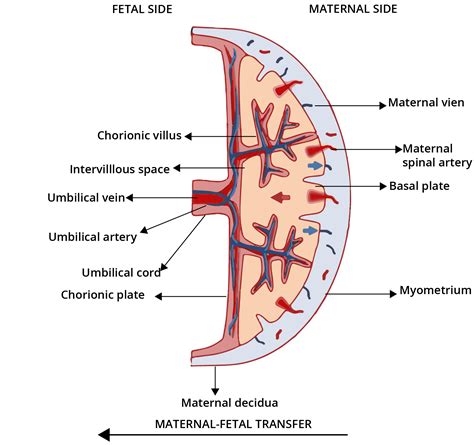 Diagram of The Placenta - CBSE Class Notes Online - Classnotes123