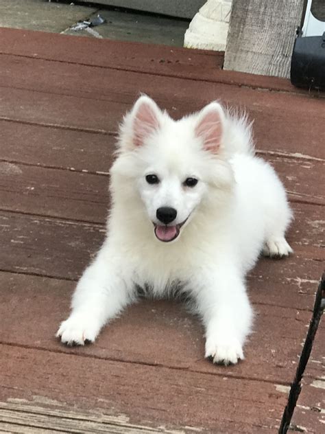 American Eskimo Dog Puppies For Sale | Plano, TX #300672