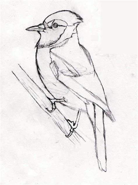 blue jay sketch.. by nitetrain232 on DeviantArt