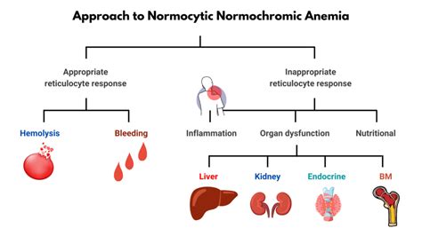 Approach to Normocytic Anemia • The Blood Project