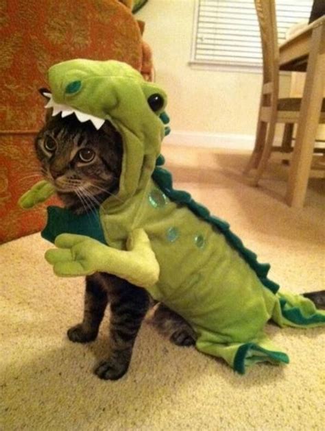 Cute cat in dinosaur costume | Cat memes, Pet costumes, Funny cat pictures