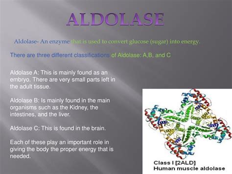 PPT - ALDOLASE PowerPoint Presentation, free download - ID:2010759