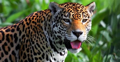 5 Exemplos De Animais Tipicos Da Caatinga – Novo Exemplo