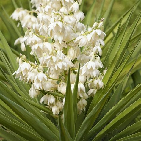 Drought Tolerant Gardening - Birds and Blooms