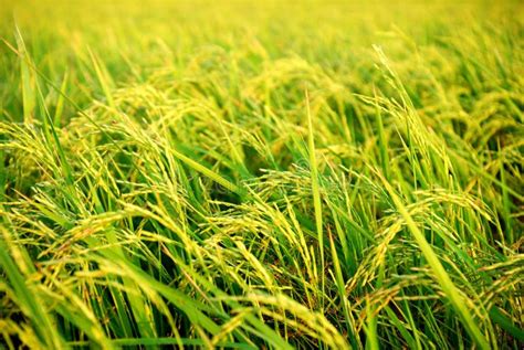 Rice plantation stock image. Image of golden, cereal - 25838353