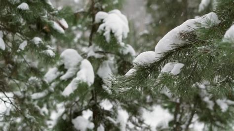 Snow Falling On Pine Trees - Stock Video | Motion Array