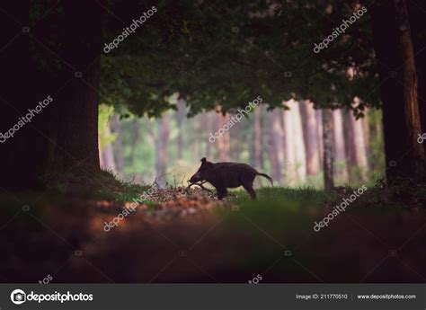 Wild Boar Natural Habitat Forest Stock Photo by ©pimleijen 211770510