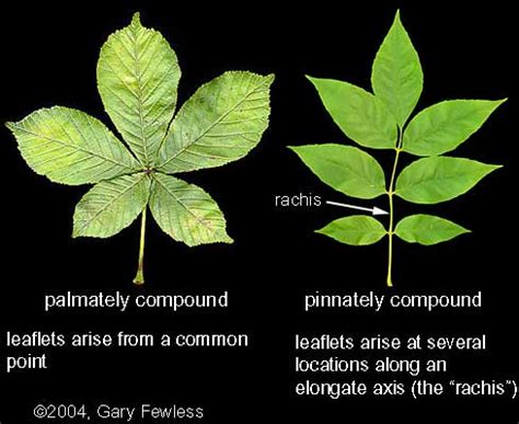 Palmately Compound Leaf Trees