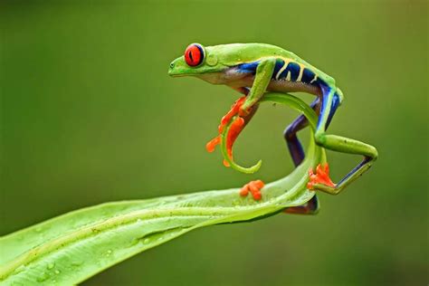 Red Eyed Tree Frog - Amaziful