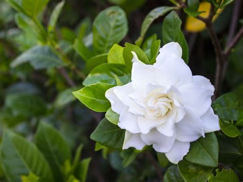 Tips For Fertilizing Gardenia Plants