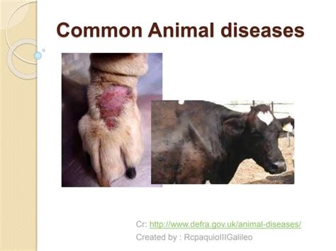 Common animal diseases | PPT