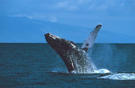 Most Interesting Facts About Humpback Whales: Oahu Guide