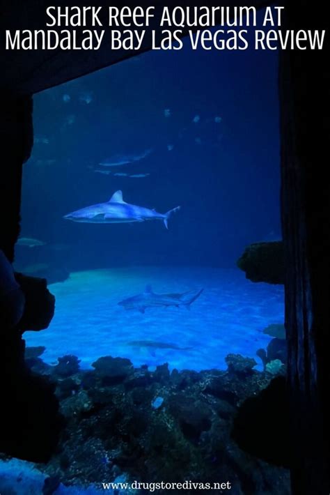 Looking for things to do in Las Vegas? Check out this Shark Reef ...