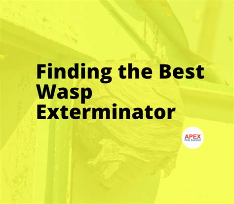 Find The Best Wasp Exterminator Near You All Your Questions Answered