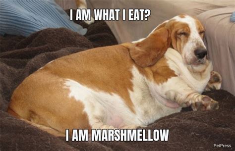 10+ Funny fat dog memes | Page 3 of 3 | PetPress