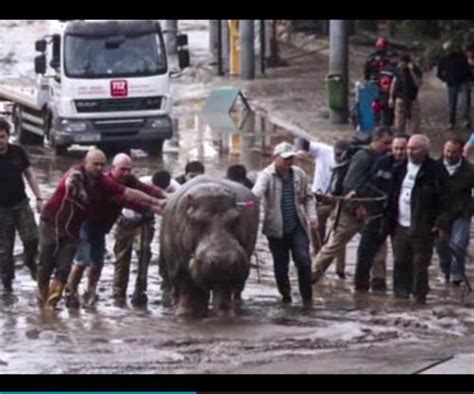 Escaped Tbilisi Zoo Tiger Kills Man | Gephardt Daily