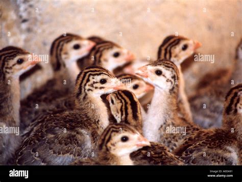 Guinea Fowl Chicks Stock Photo - Alamy