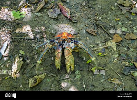 Robber crab christmas island hi-res stock photography and images - Alamy