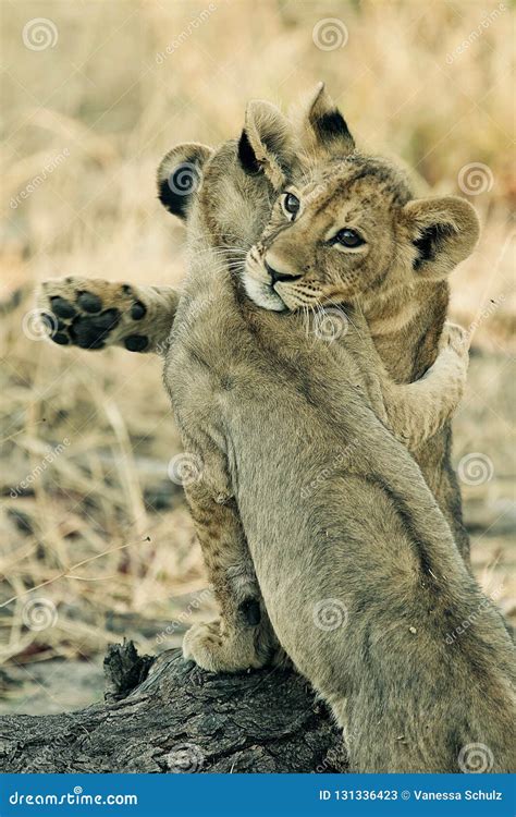 Lion cubs hugging stock image. Image of conservation - 131336423