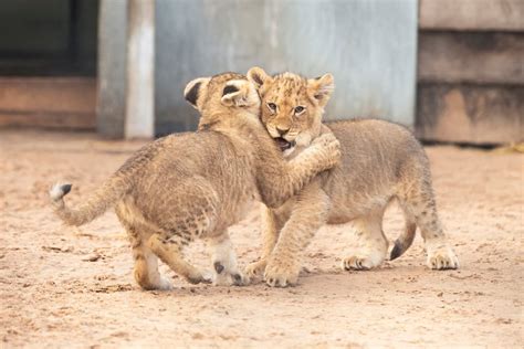 Seven African lion cubs born at West Midland Safari Park | Express & Star