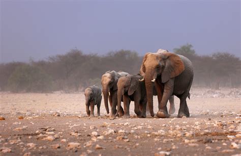 Elephant herd | African Safari And Beach Holiday News