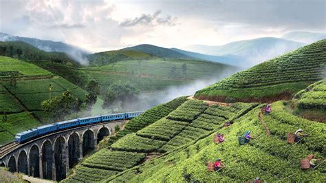 Story of Ceylon Tea - Ceylon Tea