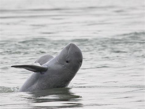 Irrawaddy Dolphin | Species | WWF