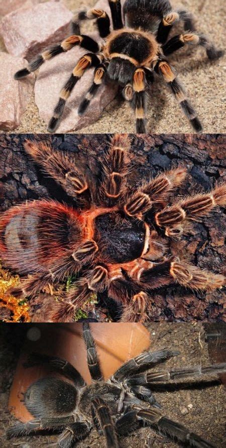 Tarantula Venom Tapped For New Kind Of Painkiller #tarantula #venom #tapped #painkiller #insects ...