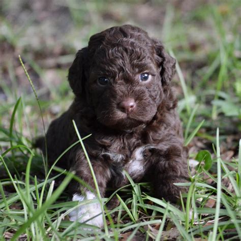 Lagotto Romagnolo Puppies For Sale