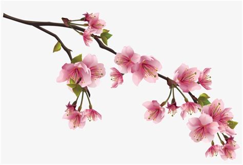 0 116076 289f8f50 Orig - Cherry Blossoms Branch Png Transparent PNG ...