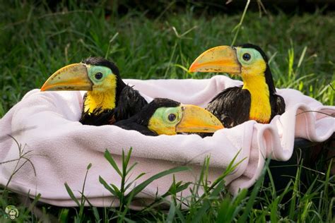 Adorable Baby Toucans at Toucan Rescue Ranch