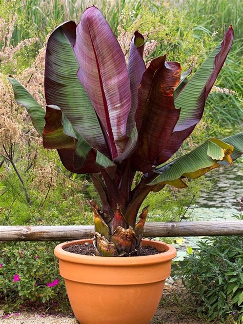 Red Abyssinian Banana Tree Ensete Ventricosum | Banana plants, Banana ...