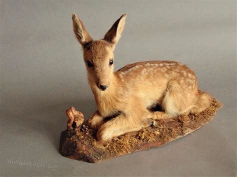 Antiques Atlas - Fallow Deer Fawn Taxidermy