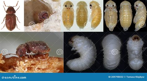 Developmental Stages of Drugstore Beetle Stegobium Paniceum Known As ...