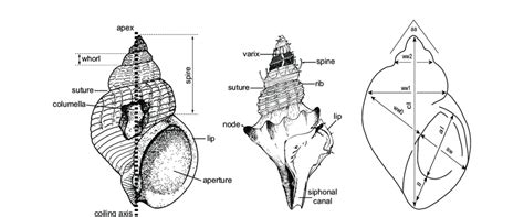 Some terminology and standard two-dimensional measurements of the ...