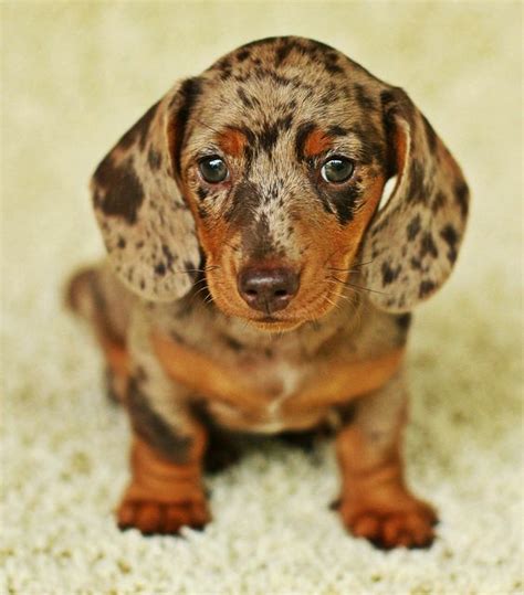 Dapple Dachshund... Visit our blog to find the best products and accessories for hounds and # ...