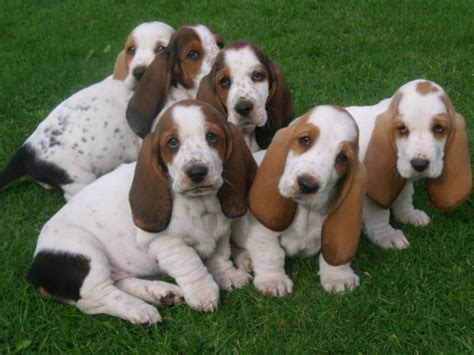 Basset Hound Puppies For Sale | Richmond, VA #153916