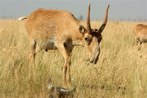 The Saiga Antelope - SNSH