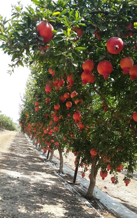 Three important reasons to love the pomegranate - ISRAEL21c