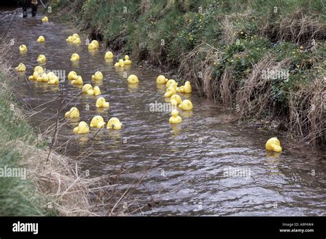 Duck Race Stock Photo - Alamy