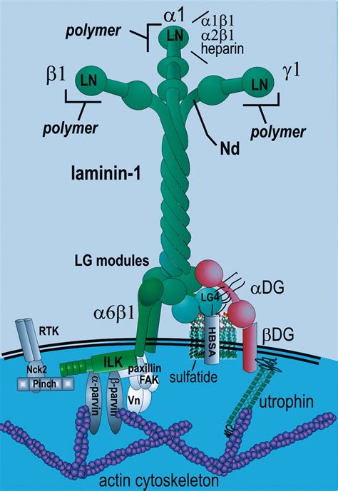 The Role of Laminin in Embryonic Cell Polarization and Tissue Organization: Developmental Cell