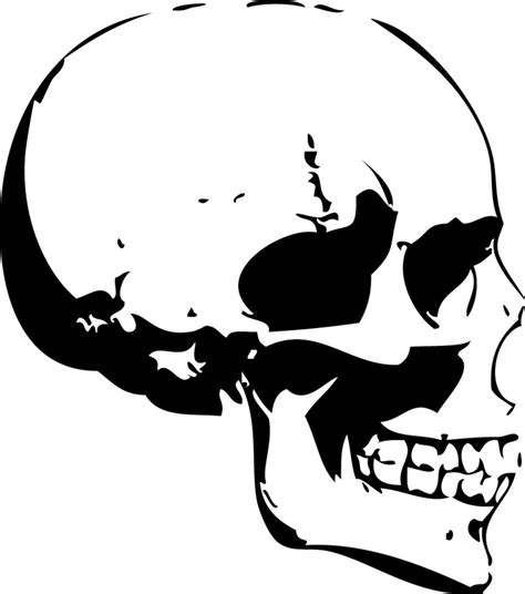 Human Skull Profile - ClipArt Best