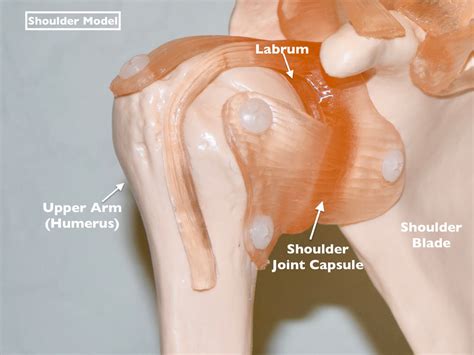 Injury Analysis of a Torn Labrum (Shoulder)