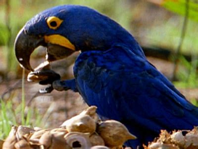 The Real Macaw | Photo Gallery: Discover the Charm of Macaws | Nature | PBS