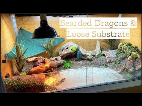 Best Bearded Dragon Substrate & Bedding