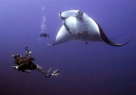 The Importance of Tourism: Manta Ray Conservation - Nautilus Adventures