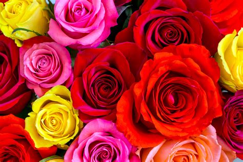 Download Yellow Flower Pink Flower Red Flower Flower Nature Rose 4k Ultra HD Wallpaper