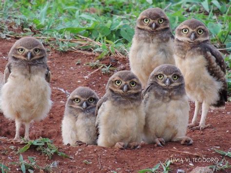 Pin av Carol A Eason på OWL