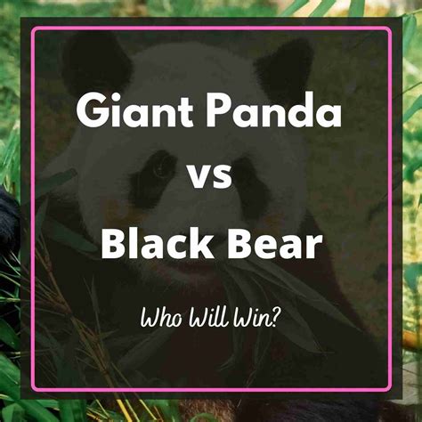 Giant Panda vs Black Bear: Who Will Win?