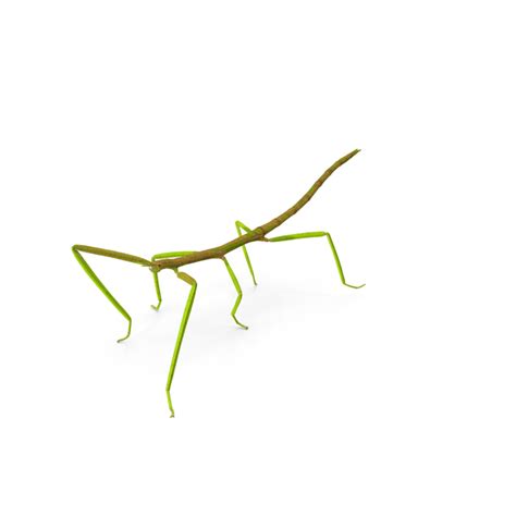 Phasmatodea Stick Insect Walking PNG Images & PSDs for Download ...